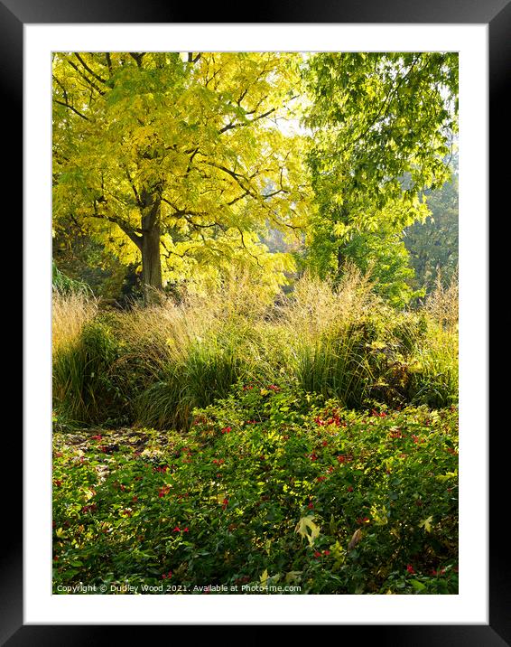 Enchanted Sunlit Woodlands Framed Mounted Print by Dudley Wood
