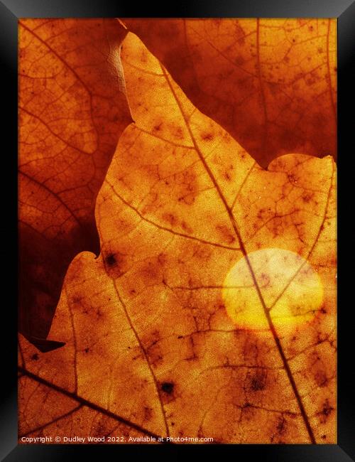 Golden Glow Leaf Framed Print by Dudley Wood