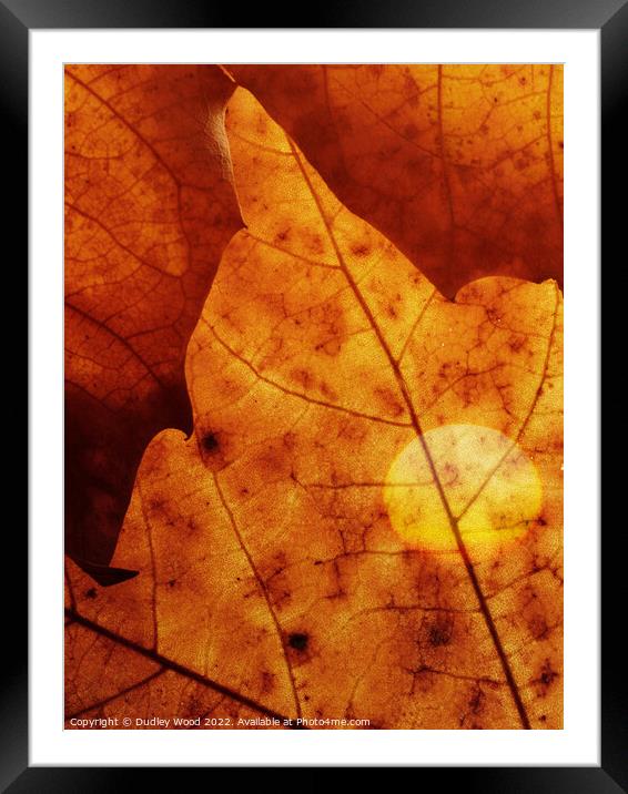 Golden Glow Leaf Framed Mounted Print by Dudley Wood