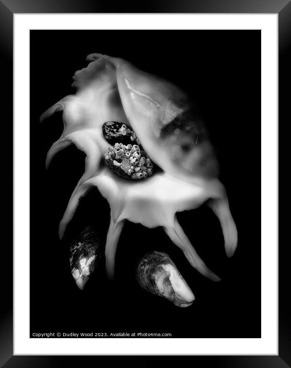 Mystical Monochrome Sea Shell Framed Mounted Print by Dudley Wood