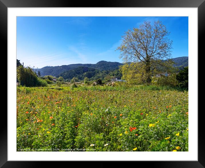 wild flowers 1 Framed Mounted Print by Dudley Wood