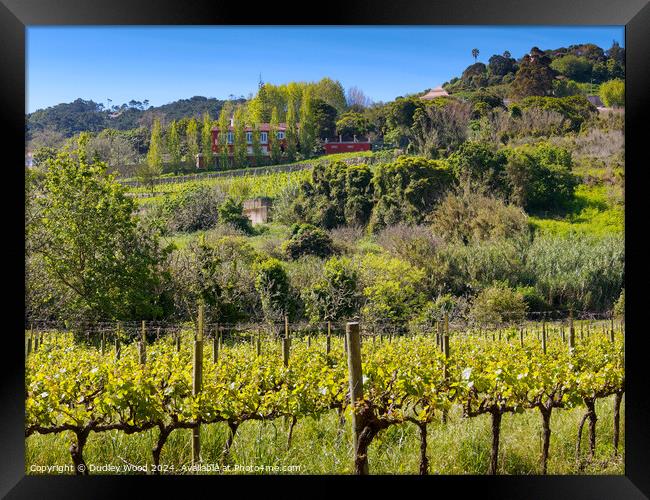 Hillside vineyard Framed Print by Dudley Wood