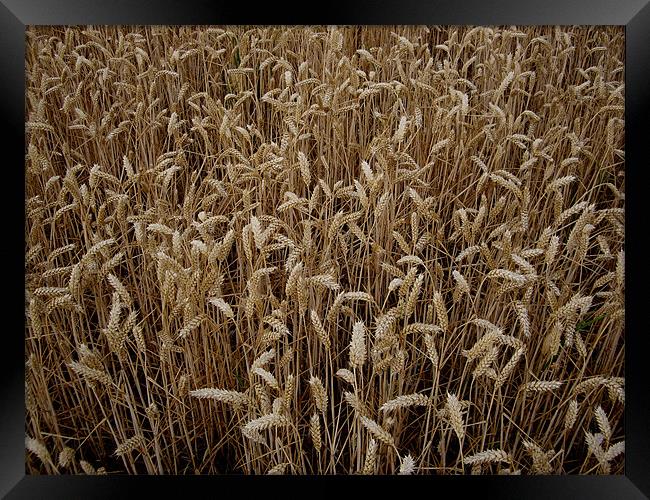 Wheat field Framed Print by nick pautrat