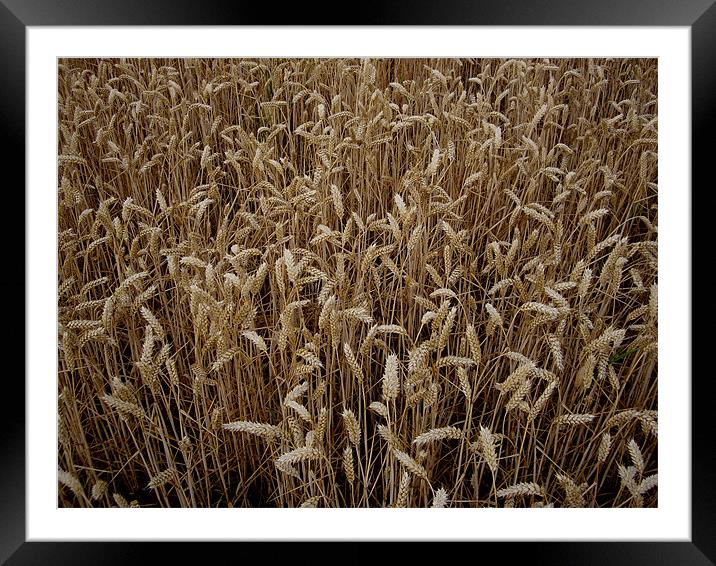 Wheat field Framed Mounted Print by nick pautrat