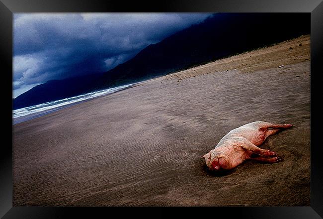 Pig on the beach Framed Print by nick pautrat