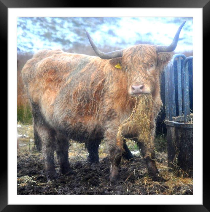 A brown cow standing on hay Framed Mounted Print by james andrew mcgowan