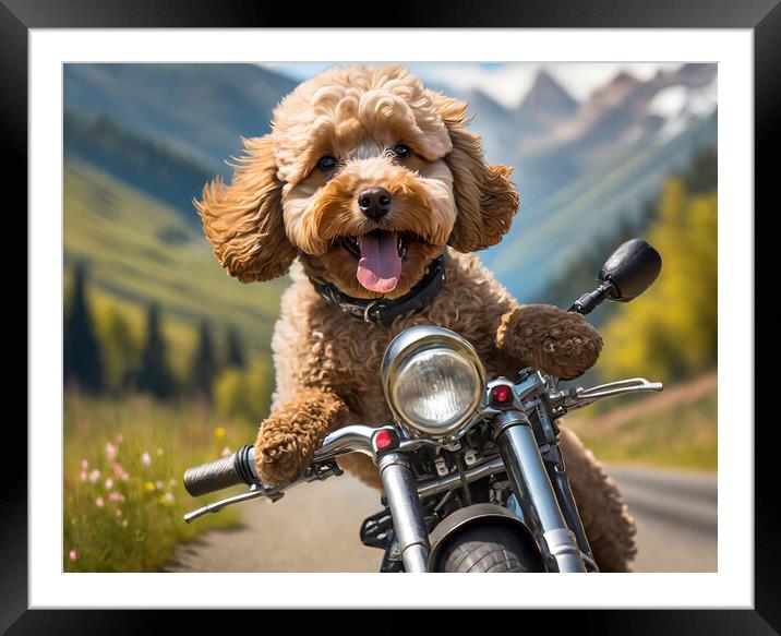 Action Cockapoo Motorcycle Funny Dog Framed Mounted Print by Artificial Adventures