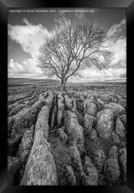 The Lone tree, Malham cove Yorkshire Framed Print by Simon Nicholson