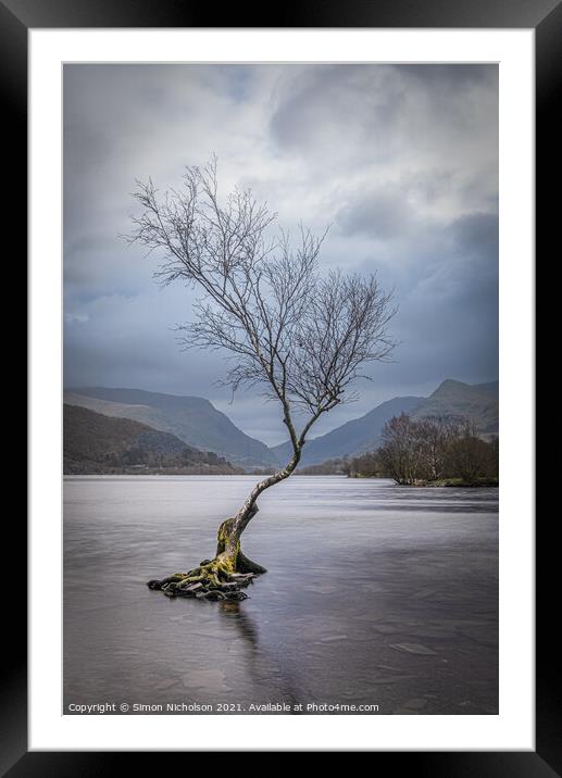 The Lonely Tree in Winter Framed Mounted Print by Simon Nicholson