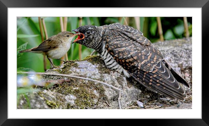 Reed Warbler feeding cuckoo  Framed Mounted Print by Jeff Sykes Photography
