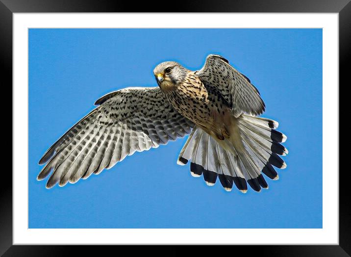 A hawk flying in the clear blue sky Framed Mounted Print by Jeff Sykes Photography