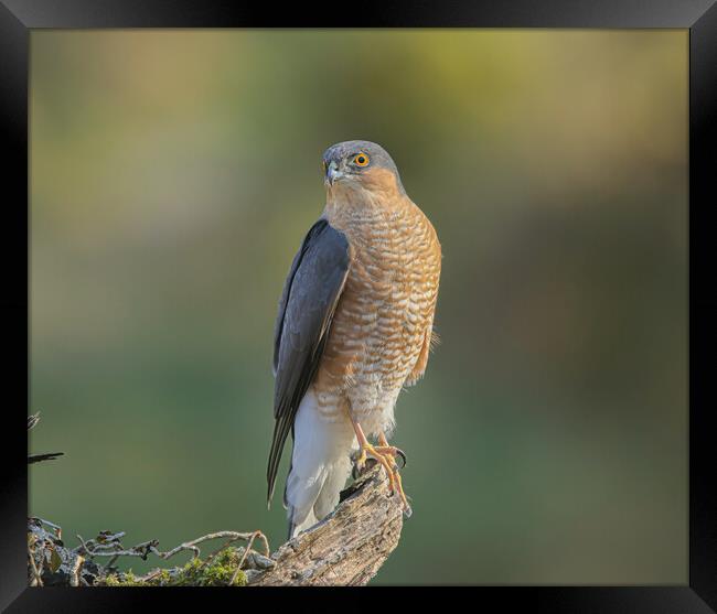 Sparrowhawk  Framed Print by Jeff Sykes Photography