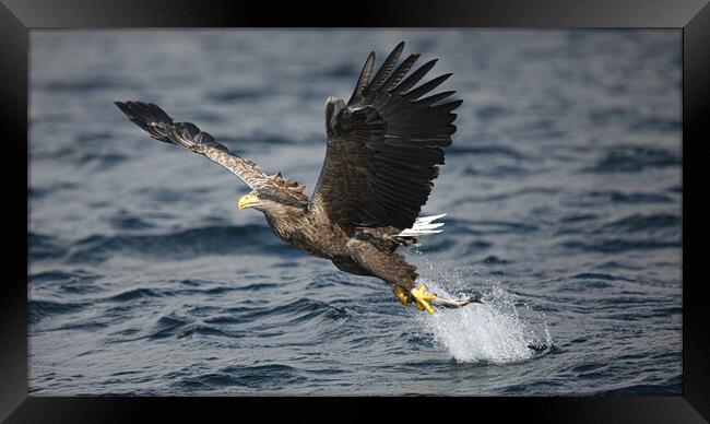 White Tailed Eagle Framed Print by Jeff Sykes Photography