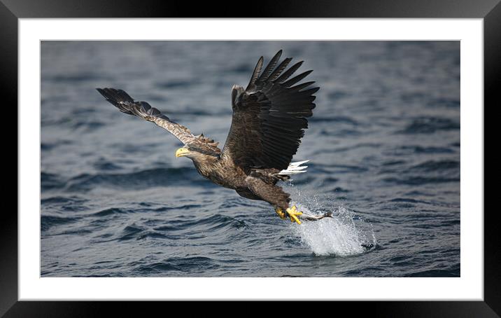 White Tailed Eagle Framed Mounted Print by Jeff Sykes Photography