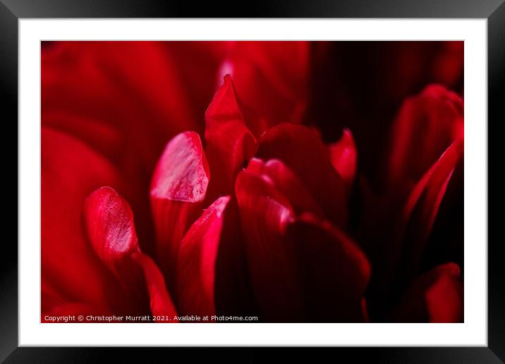 Peony beauty  Framed Mounted Print by Christopher Murratt