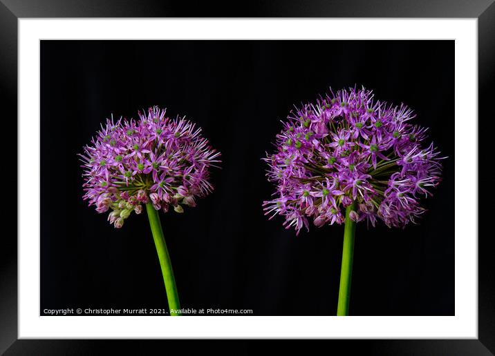 A study of two alliums  Framed Mounted Print by Christopher Murratt