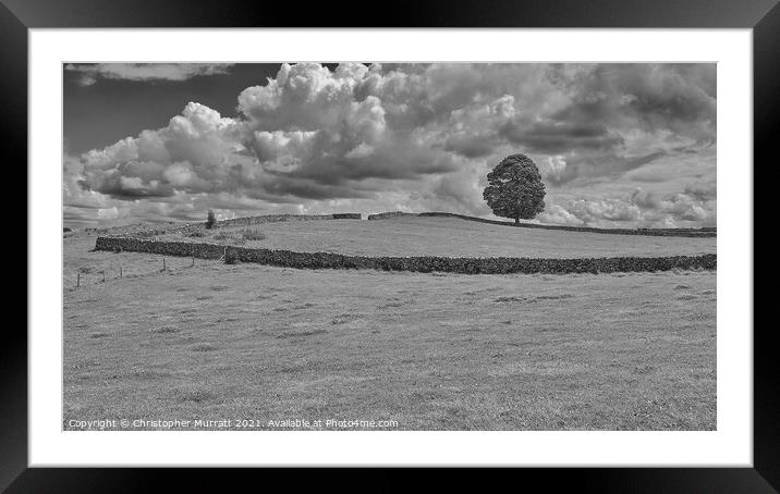 Tree standing proud  Framed Mounted Print by Christopher Murratt