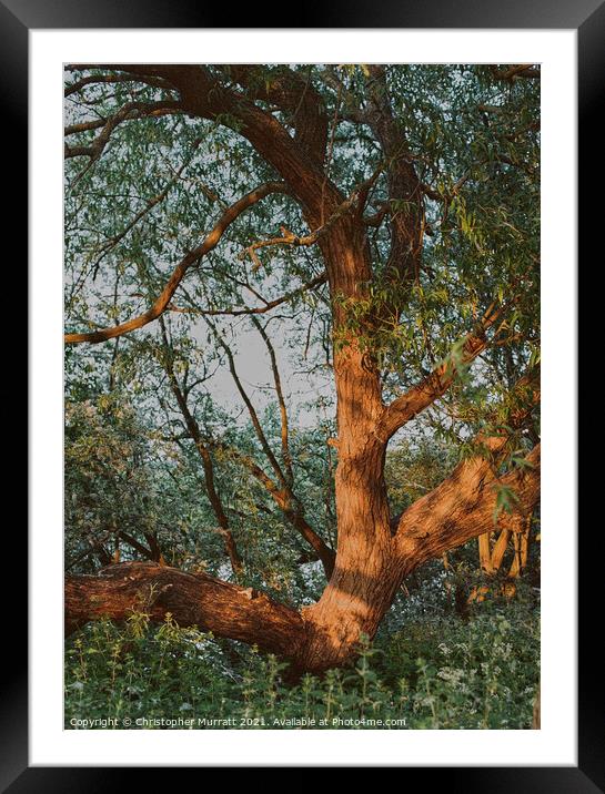 Golden tree Framed Mounted Print by Christopher Murratt