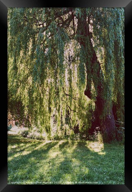 Weeping willow tree  Framed Print by Christopher Murratt