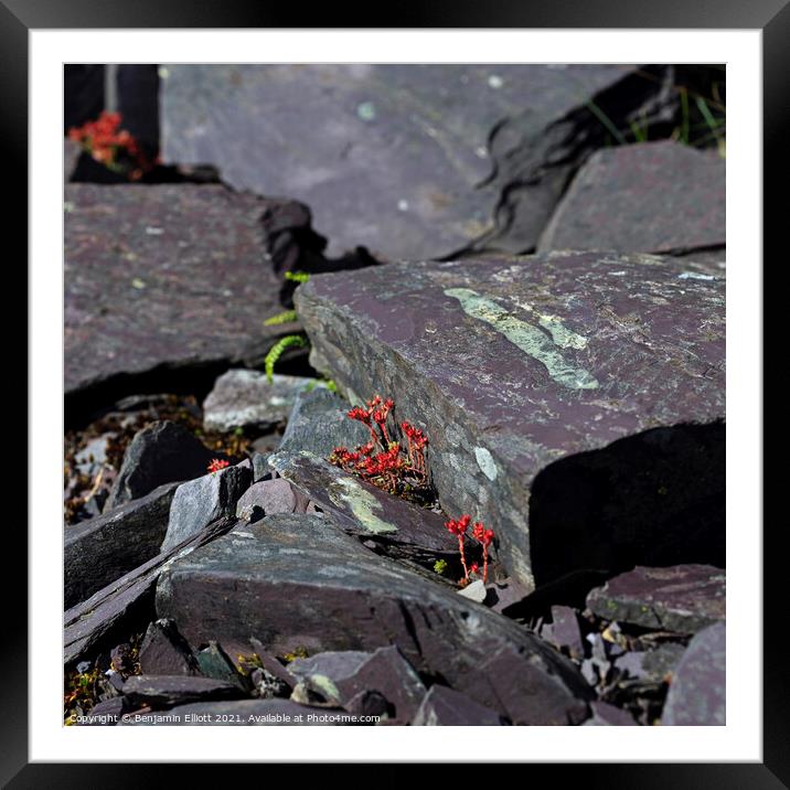 Alpine flower in Slate quarry Framed Mounted Print by Benjamin Elliott
