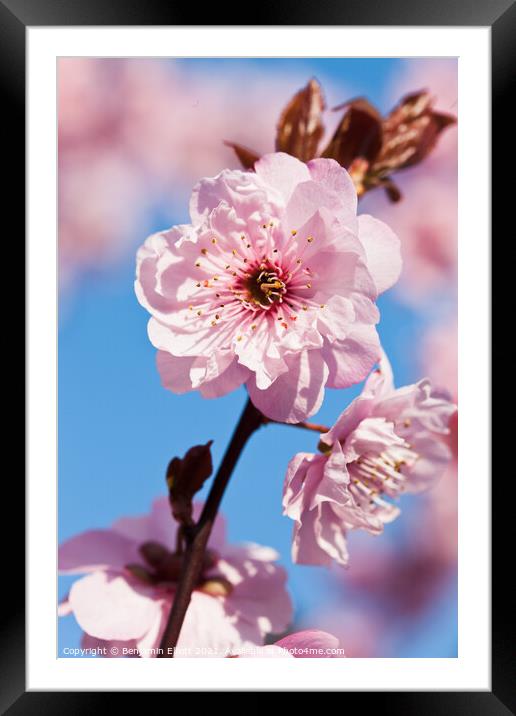 Cherry Pink Framed Mounted Print by Benjamin Elliott