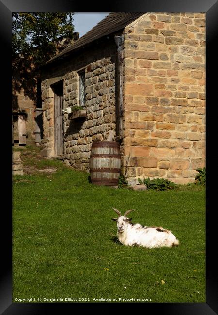 A lonely goat Framed Print by Benjamin Elliott