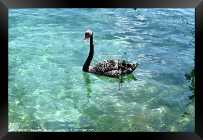 Black Swan paddling in Lake Taupo, New Zealand Framed Print by Errol D'Souza