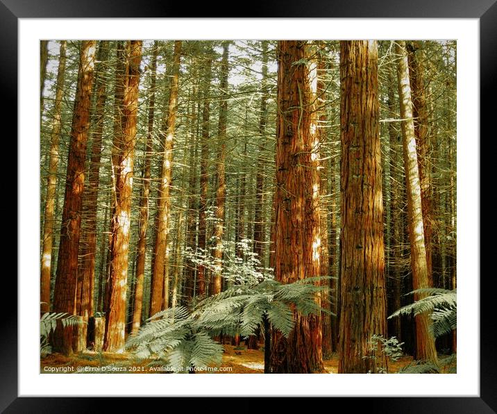The Redwoods - Whakarewarewa Forest  Framed Mounted Print by Errol D'Souza