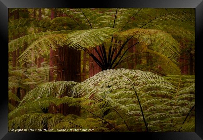 Lush fern fronds in the redwood rainforest in Rotorua New Zealand. Framed Print by Errol D'Souza