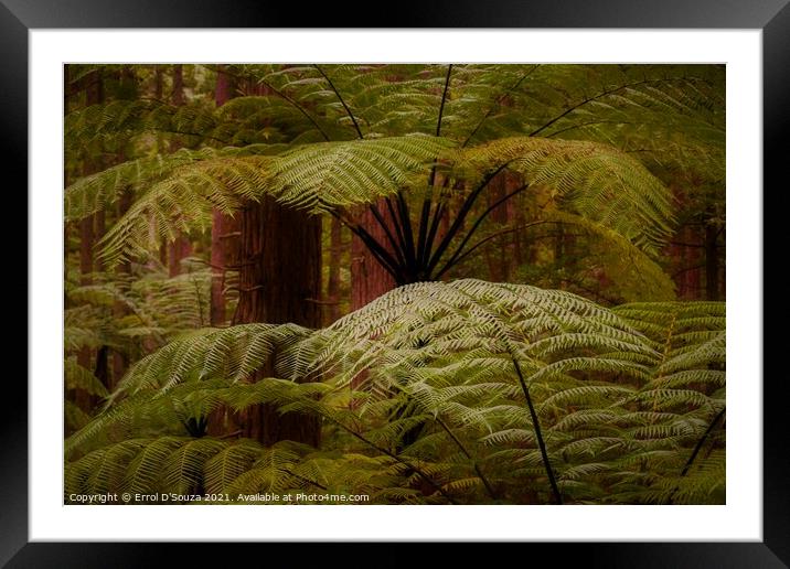 Lush fern fronds in the redwood rainforest in Rotorua New Zealand. Framed Mounted Print by Errol D'Souza