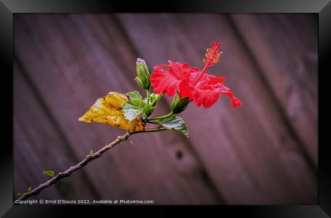 Red Hibiscus on a Stem Framed Print by Errol D'Souza