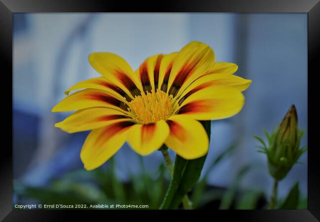 Red and Yellow Petalled Gazania Framed Print by Errol D'Souza