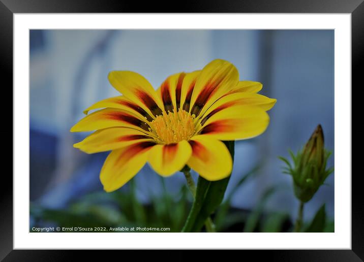 Red and Yellow Petalled Gazania Framed Mounted Print by Errol D'Souza