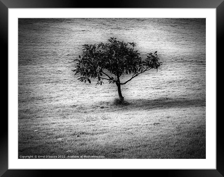 Lone Tree Stands in a Bare Field Framed Mounted Print by Errol D'Souza