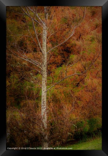 Autumn Foliage on a Birch Tree Framed Print by Errol D'Souza