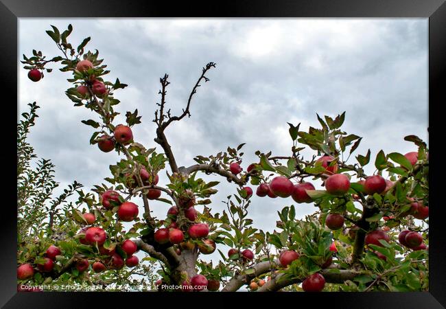 Bunch of red juicy apples on a tree Framed Print by Errol D'Souza