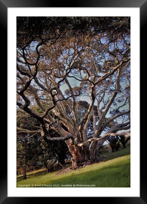 Sunlight dappled branches of a tree during golden hour Framed Mounted Print by Errol D'Souza