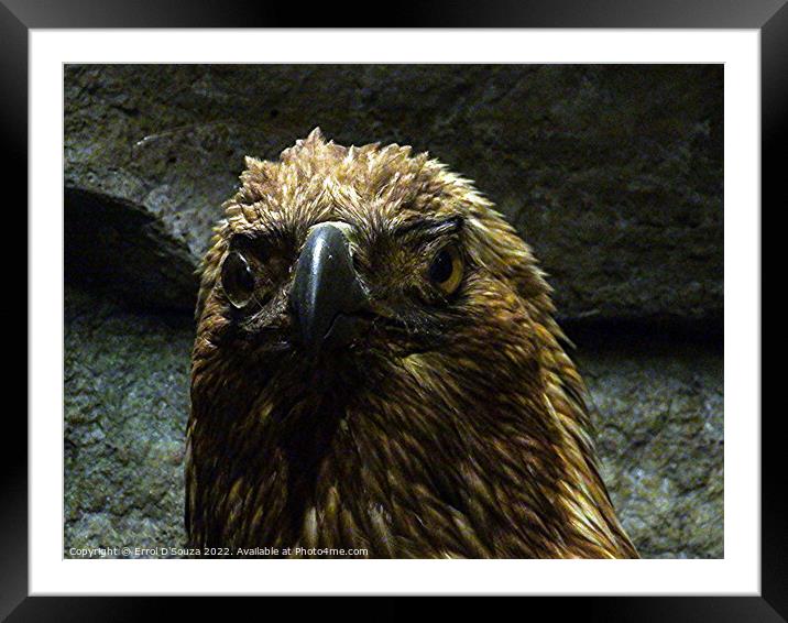 Prairie Falcon Framed Mounted Print by Errol D'Souza