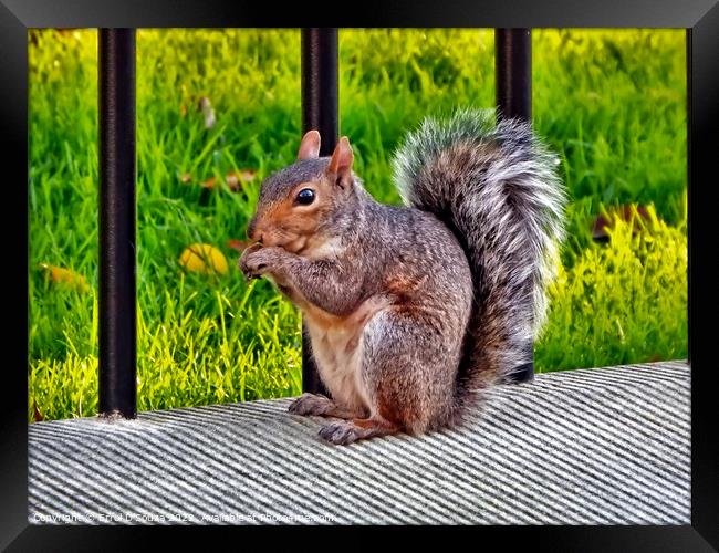 Hungry Squirrel Framed Print by Errol D'Souza