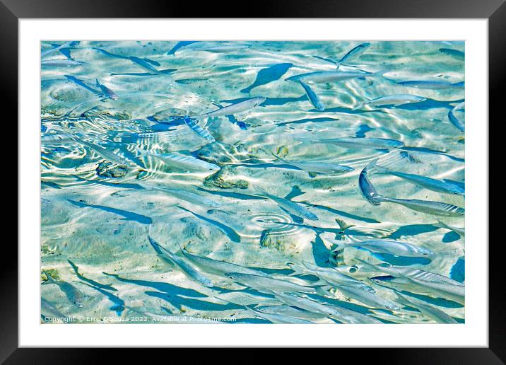 Tropical Fish in Shallow Sea Water Framed Mounted Print by Errol D'Souza
