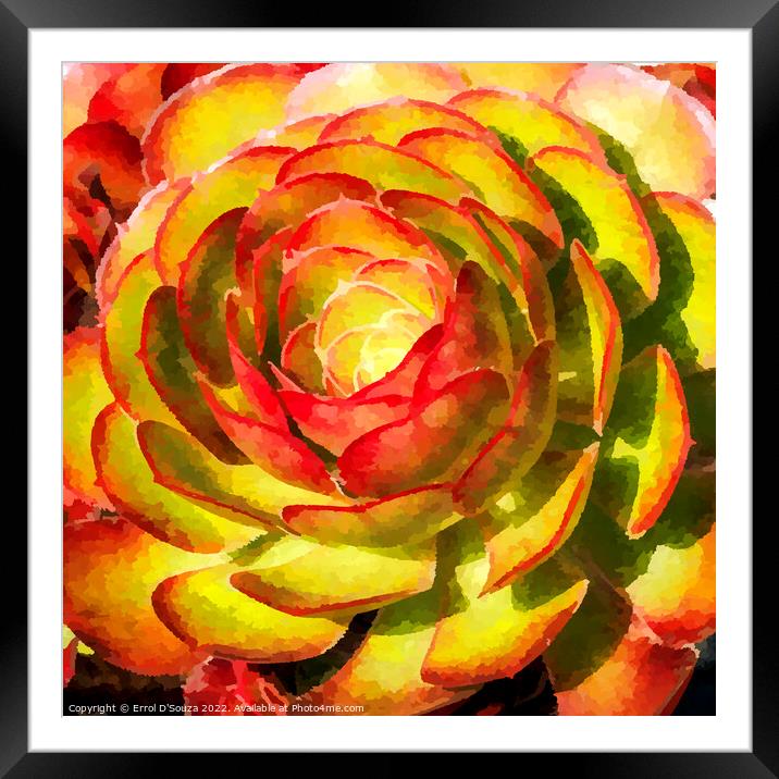  Aeonium Black Rose Succulent Flower Head Framed Mounted Print by Errol D'Souza