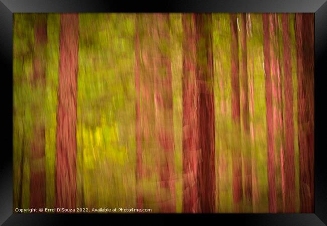 Redwood Forest Foliage Framed Print by Errol D'Souza