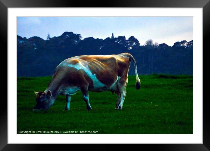 Jersey Cow Framed Mounted Print by Errol D'Souza