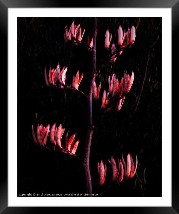 New Zealand Flax Flowers and Stems Framed Mounted Print by Errol D'Souza