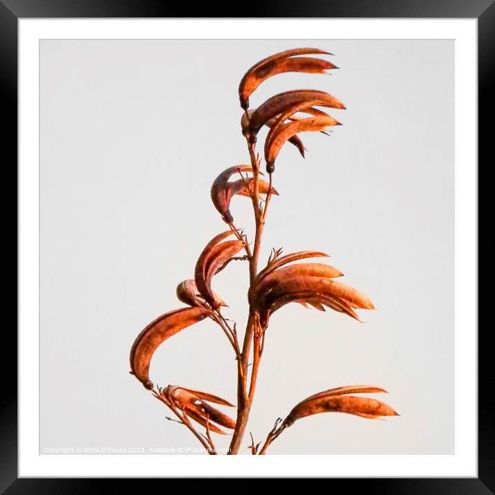 New Zealand Flax Flowers and Stems Framed Mounted Print by Errol D'Souza