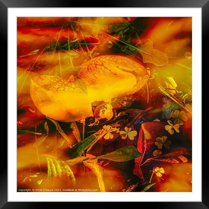 Orange and yellow succulent abstract Framed Mounted Print by Errol D'Souza