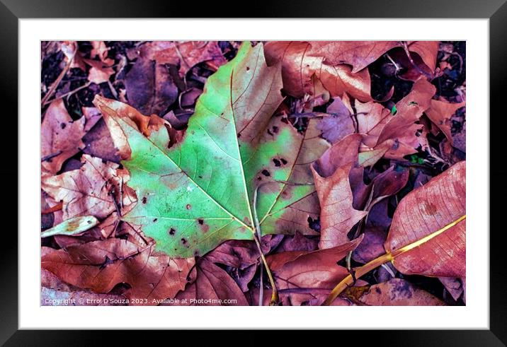 Fallen Autumn Leaves Framed Mounted Print by Errol D'Souza