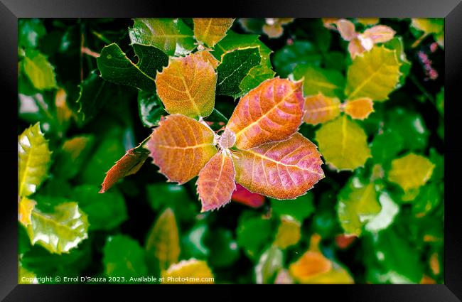 Vibrant Leaves Lush Foliage Framed Print by Errol D'Souza