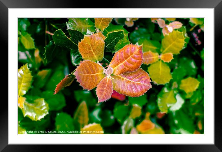 Vibrant Leaves Lush Foliage Framed Mounted Print by Errol D'Souza