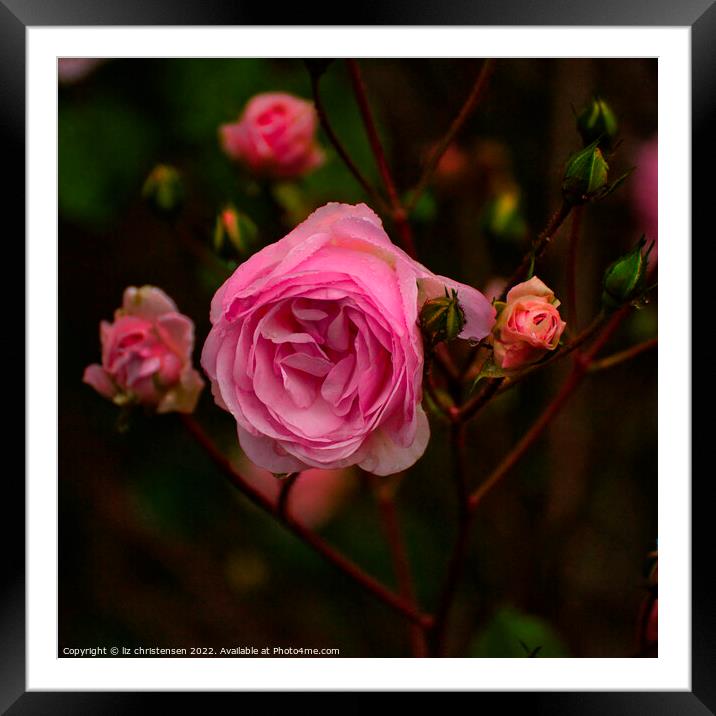 November Rose Framed Mounted Print by liz christensen